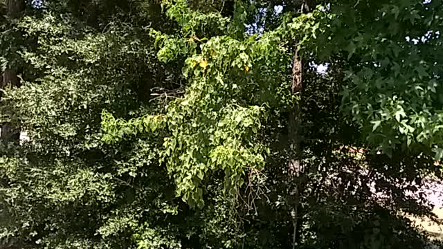 Tree world