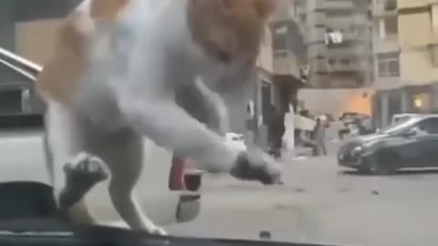 Cats and dogs funny video