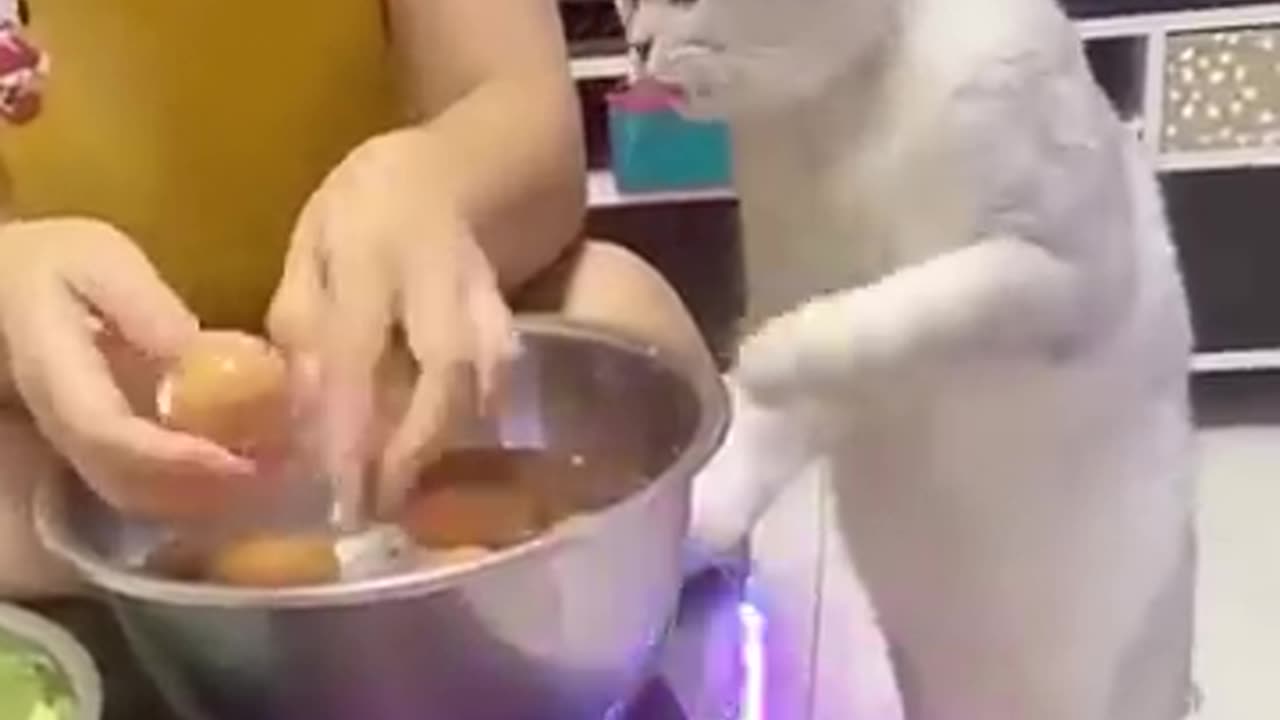 Cat comedy video