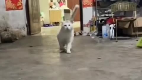A Model