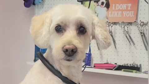 I roasted this dogs owners publicly- Our pets