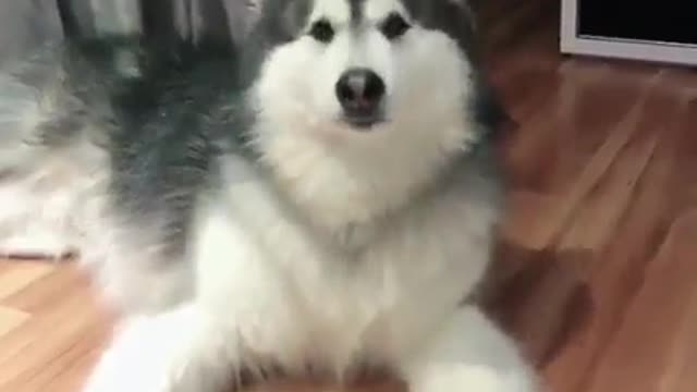 This big dog is really cute