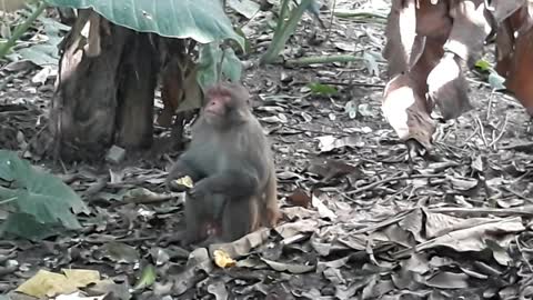 The monkey is eating