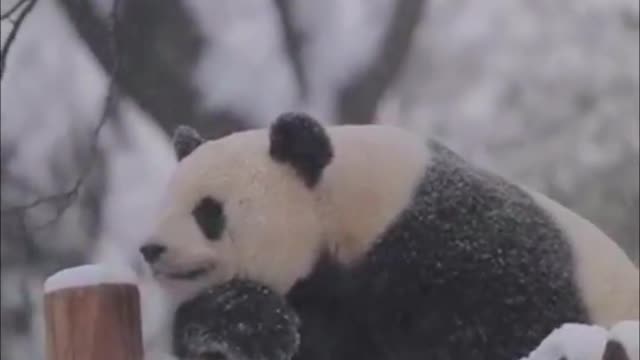 The panda enjoying the snow