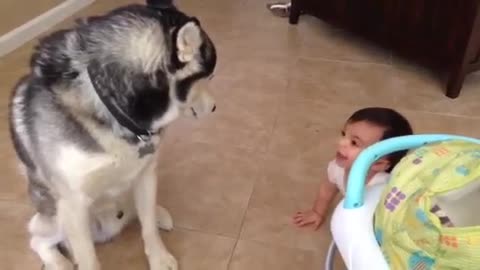 Siberian husky playing with baby brother