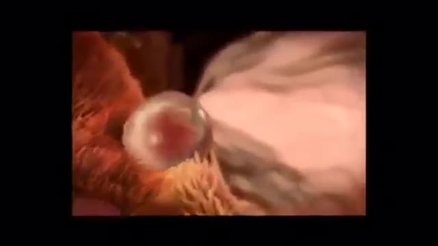 Watch the stages of fetal formation in the mother's abdomen, wonderful