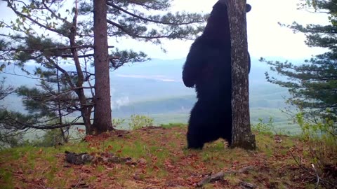 Dancing Russian bear