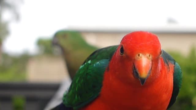 Australian king parrot 🦜 #parrot #birdslover#kingparrot