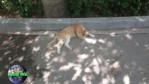 The cat is resting | funny cat | Playful cat | cats | most popular cat video | popular cat video
