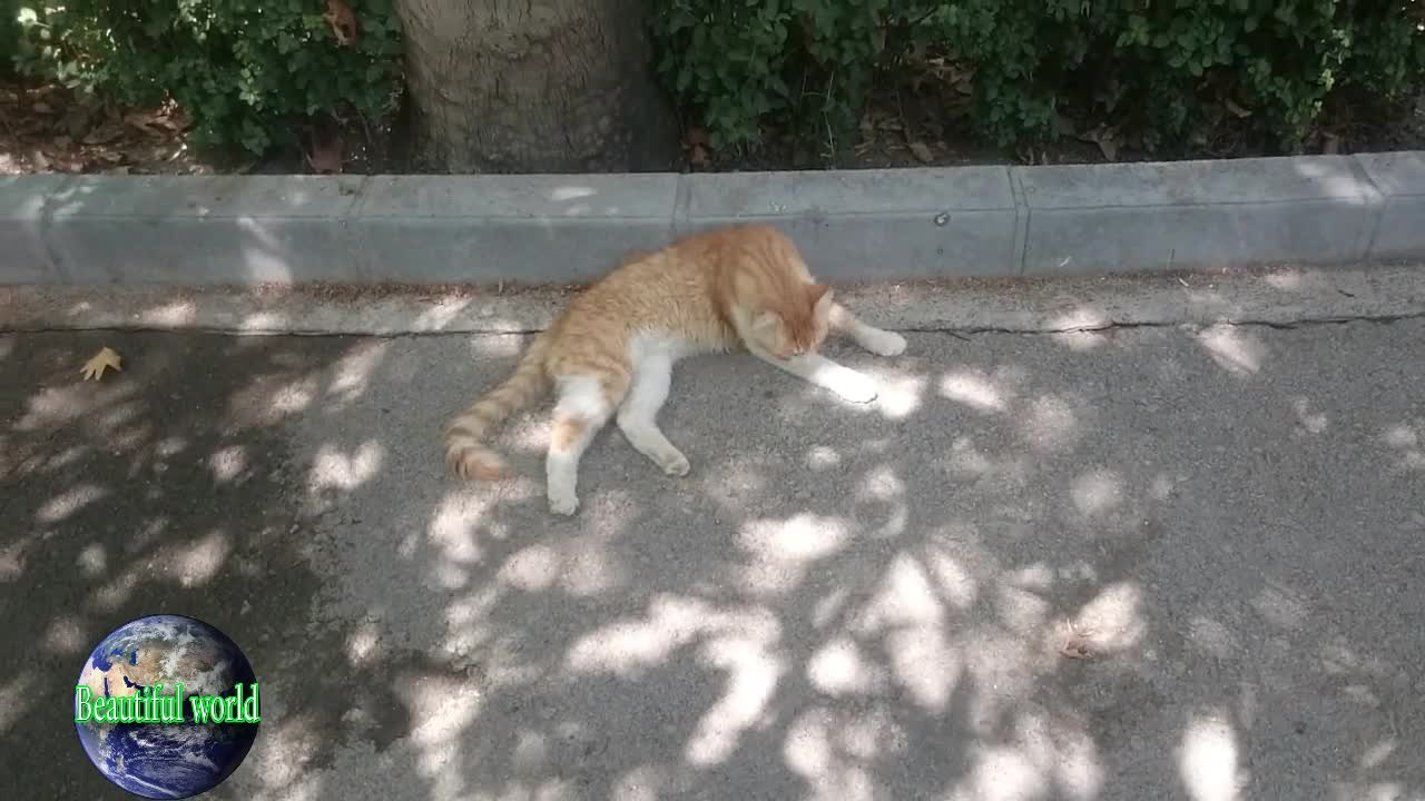 The cat is resting | funny cat | Playful cat | cats | most popular cat video | popular cat video