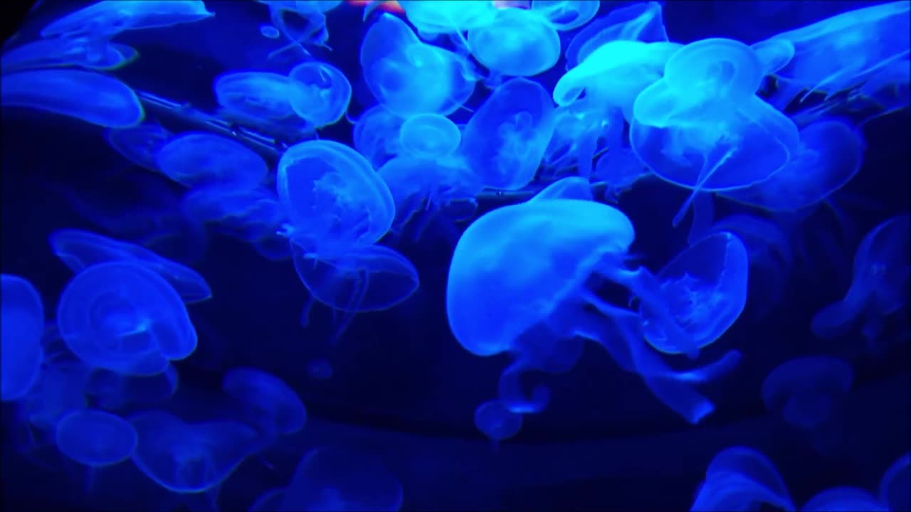 Chill Underwater Vibes - Mystical Jellyfish Mix 🌊