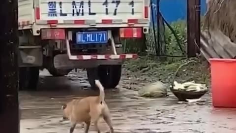 Funny cats🐈🐈