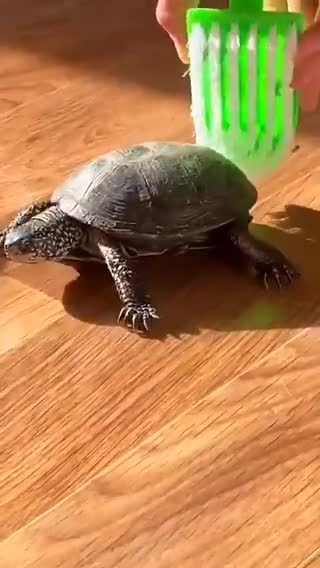 Nature and its faces