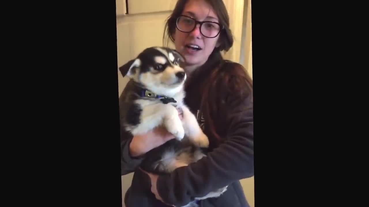 Husky puppy talking like Baby