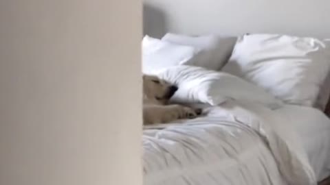 Dog tired after taking care of puppies