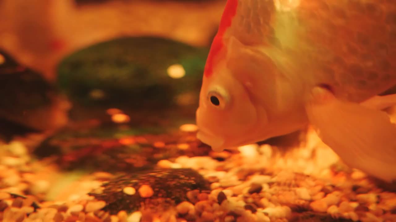 Close-up of a large goldfish eats food from the bottom of the aquarium