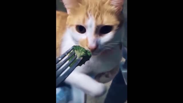 cute and funny pet videos