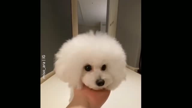 Cute dog compilation | funny dog | cute puppy 2022