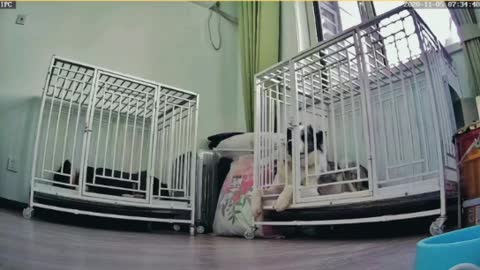 The cage can't hold the dog anymore