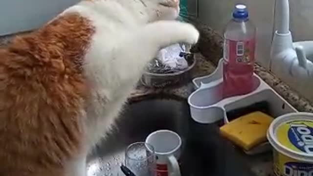 Este é o TOM tomando água
