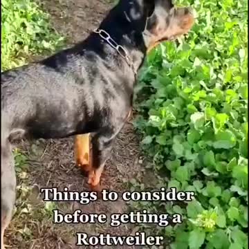 Rottweiler Dogs Are The Best! 👌