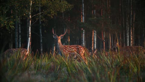 Sika deer stands in the woodland