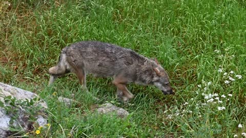 Amazing footage of a wolf in captivity in the gesso valley, Piedmont,