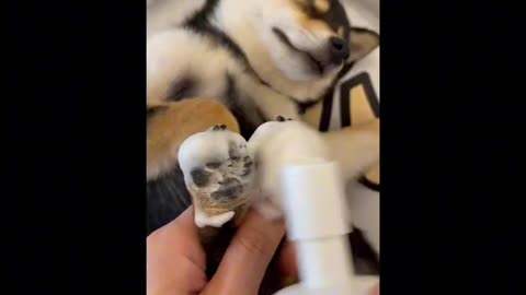 Dog cleaning time, dog spa asmr ( with headphones )
