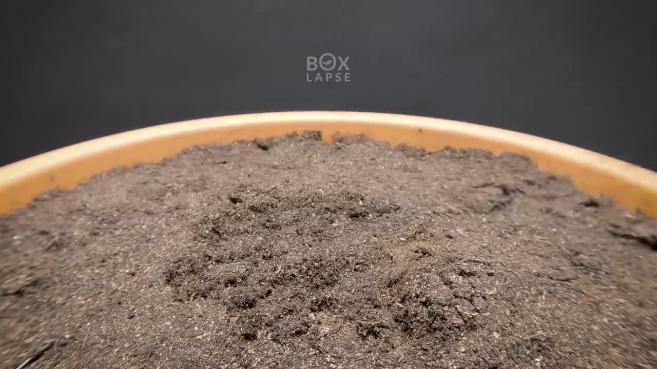 Snake Fruit PALM TREE Time-lapse - 162 Days