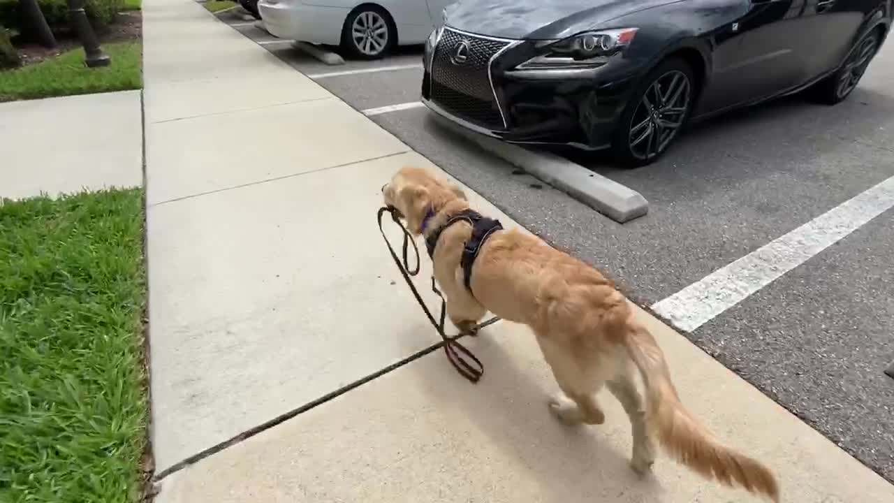 Clever Golden Retriever Walks Himself With His Own Leash