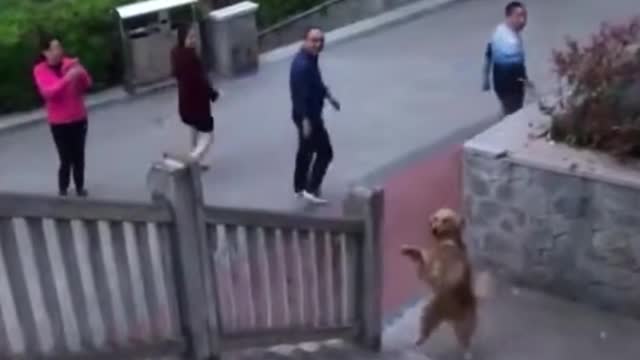 super dog