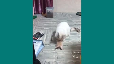 Funny video cats mother and his babies