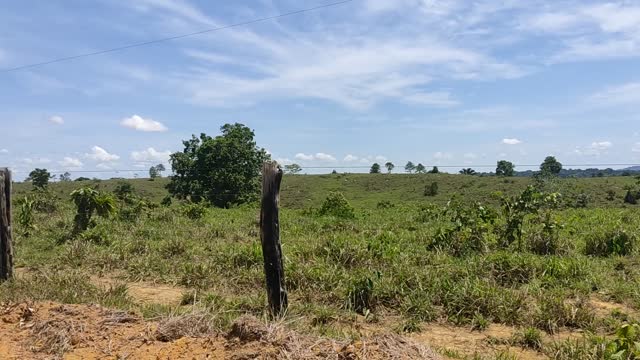 Pecuária brasileira - Brazilian livestock