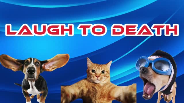 You May Laugh To Death- Funny compilation with animals