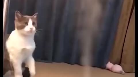 Funny&cute cats video 2021