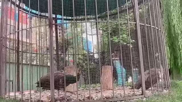 peacock in cage