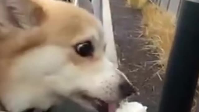 Funny Dog Videos 2021- Dogs Eating Ice Cream- Funny Animal Videos Compilation