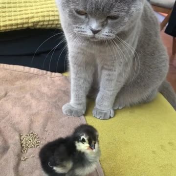 Kucing sedang bermai dengan anak ayam