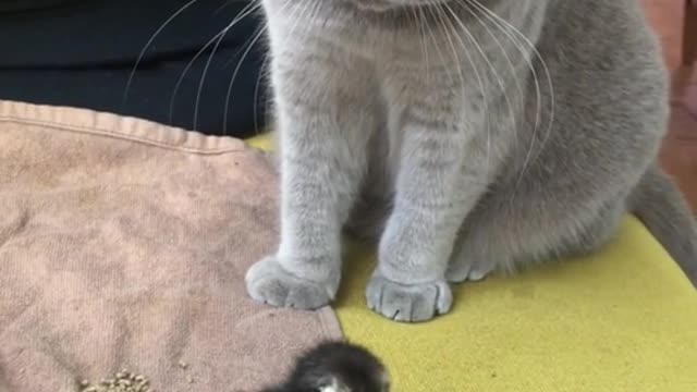 Kucing sedang bermai dengan anak ayam