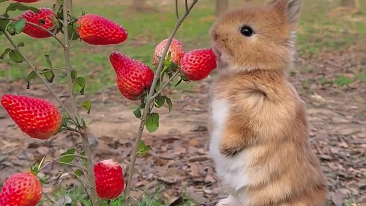 A little rabbit eats strawberries, they taste so delicious