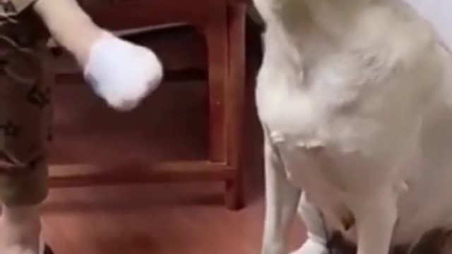 Poor, very helpless dog