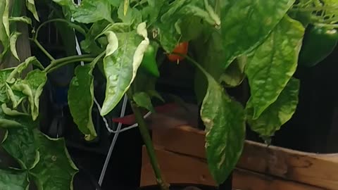 Mackcove Aquaponics
