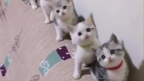 Cute Cat #cat