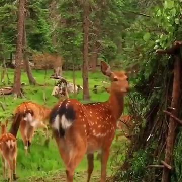 Wild Deer Casually Stroll Through Residential Neighborhood
