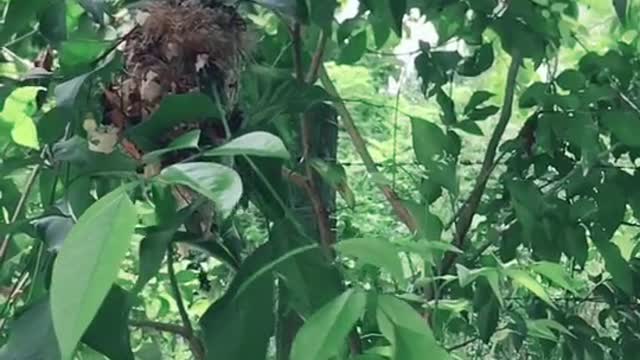 How a little bird builds a nest