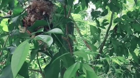 How a little bird builds a nest
