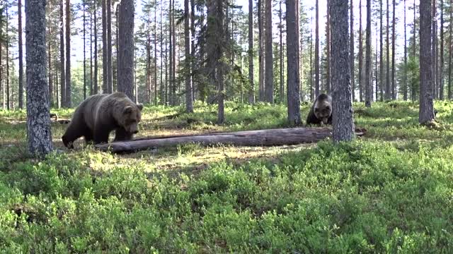 Amazing gaint bear fight!