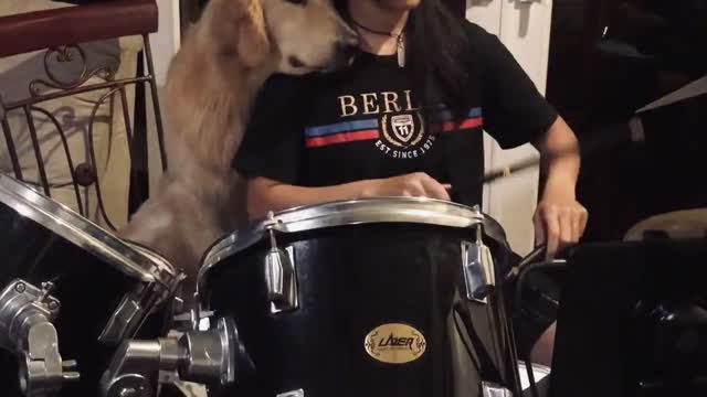Luke the Golden is a Little Clingy