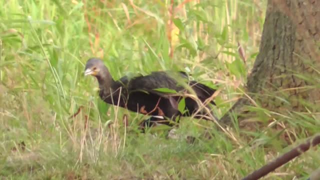 380 Toussaint Wildlife - Oak Harbor Ohio - Cormorant Seems Visually Concentrated