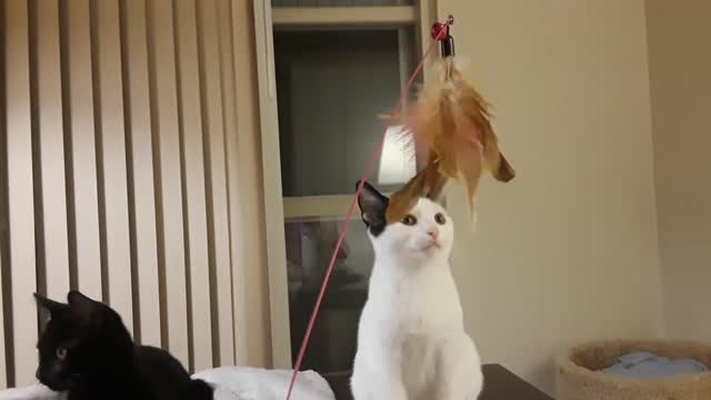 Three Cats Playing